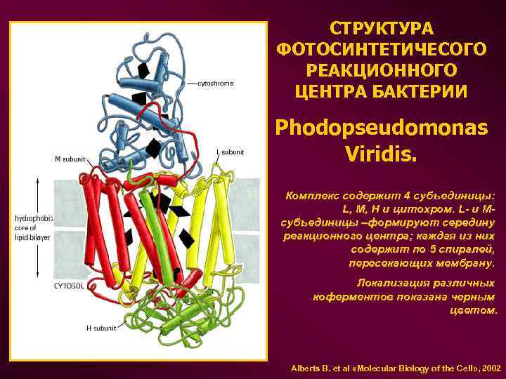  СТРУКТУРА ФОТОСИНТЕТИЧЕСОГО РЕАКЦИОННОГО ЦЕНТРА БАКТЕРИИ Phodopseudomonas Viridis. Комплекс содержит 4 субъединицы: L, M,