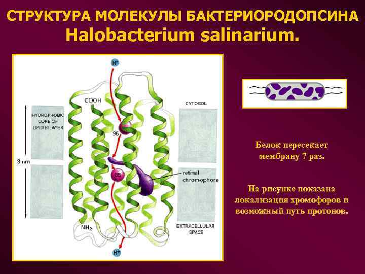 СТРУКТУРА МОЛЕКУЛЫ БАКТЕРИОРОДОПСИНА Halobacterium salinarium. Белок пересекает мембрану 7 раз. На рисунке показана локализация