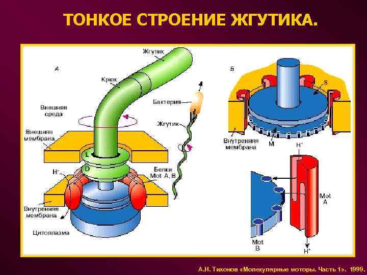 ТОНКОЕ СТРОЕНИЕ ЖГУТИКА. А. Н. Тихонов «Молекулярные моторы. Часть 1» . 1999. 