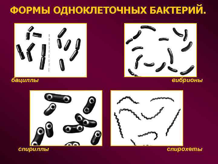 ФОРМЫ ОДНОКЛЕТОЧНЫХ БАКТЕРИЙ. бациллы вибрионы спириллы спирохеты 