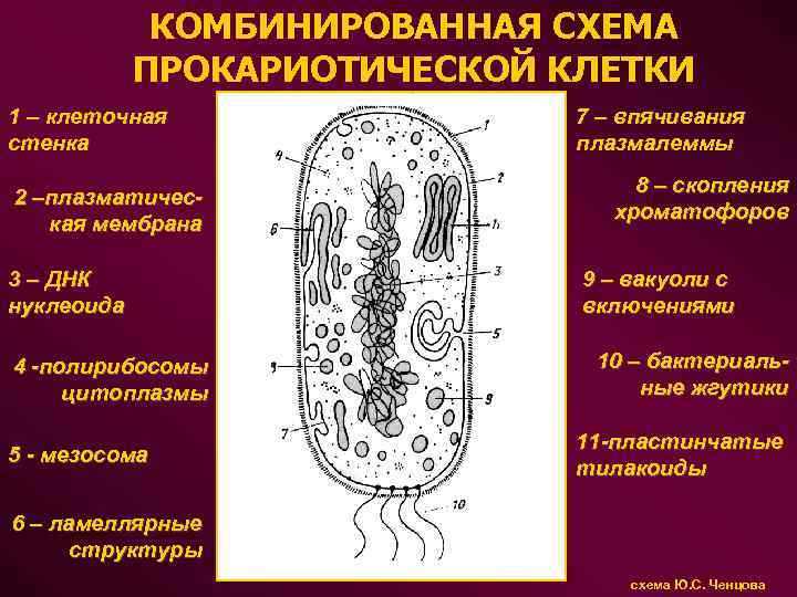  КОМБИНИРОВАННАЯ СХЕМА ПРОКАРИОТИЧЕСКОЙ КЛЕТКИ 1 – клеточная 7 – впячивания стенка плазмалеммы 8