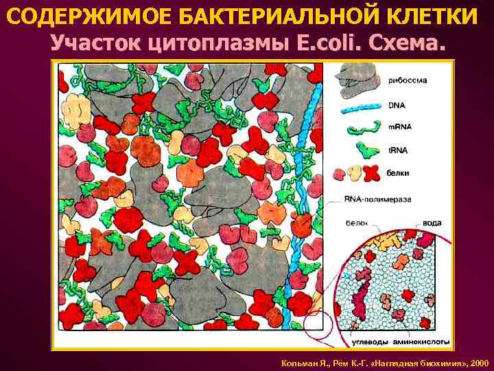 СОДЕРЖИМОЕ БАКТЕРИАЛЬНОЙ КЛЕТКИ Участок цитоплазмы E. coli. Схема. Кольман Я. , Рём К. -Г.