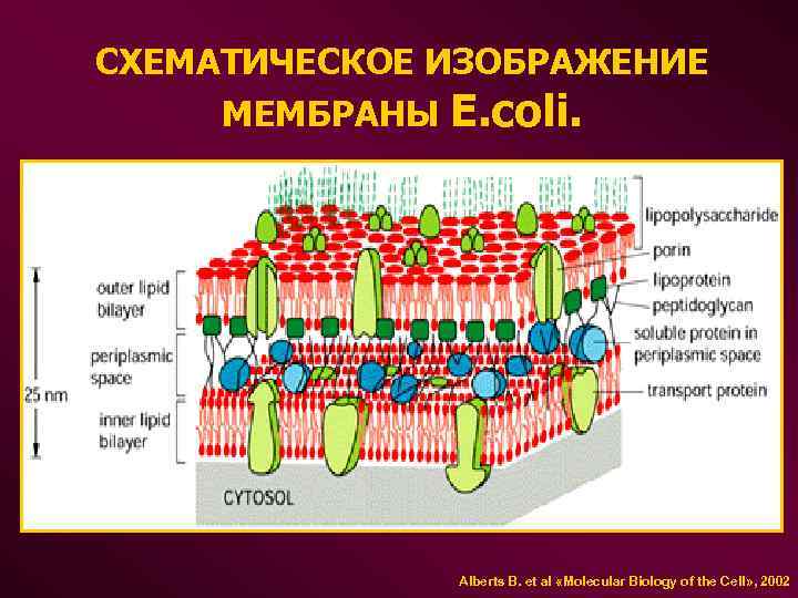 СХЕМАТИЧЕСКОЕ ИЗОБРАЖЕНИЕ МЕМБРАНЫ E. coli. Alberts B. et al «Molecular Biology of the Cell»