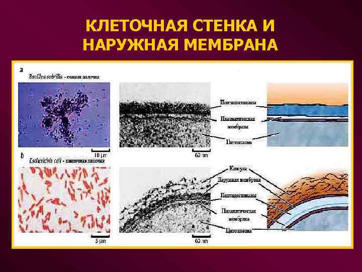 КЛЕТОЧНАЯ СТЕНКА И НАРУЖНАЯ МЕМБРАНА 