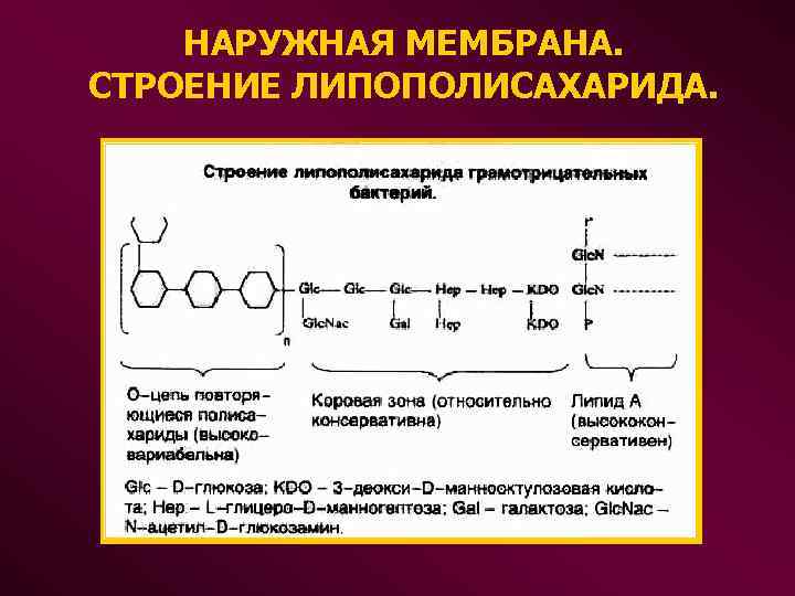  НАРУЖНАЯ МЕМБРАНА. СТРОЕНИЕ ЛИПОПОЛИСАХАРИДА. 