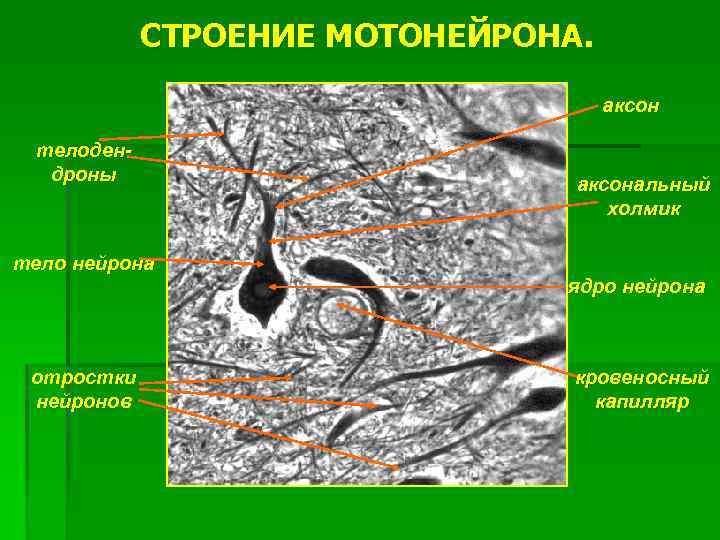 СТРОЕНИЕ МОТОНЕЙРОНА. аксон телодендроны тело нейрона отростки нейронов аксональный холмик ядро нейрона кровеносный капилляр