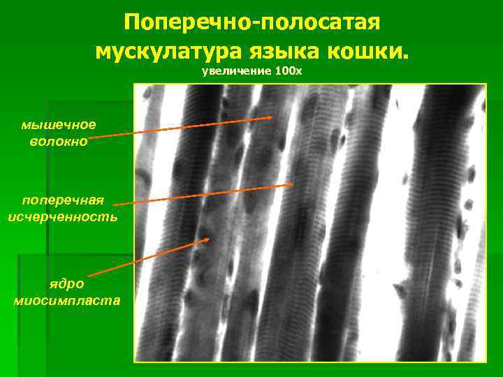 Поперечно-полосатая мускулатура языка кошки. увеличение 100 х мышечное волокно поперечная исчерченность ядро миосимпласта 