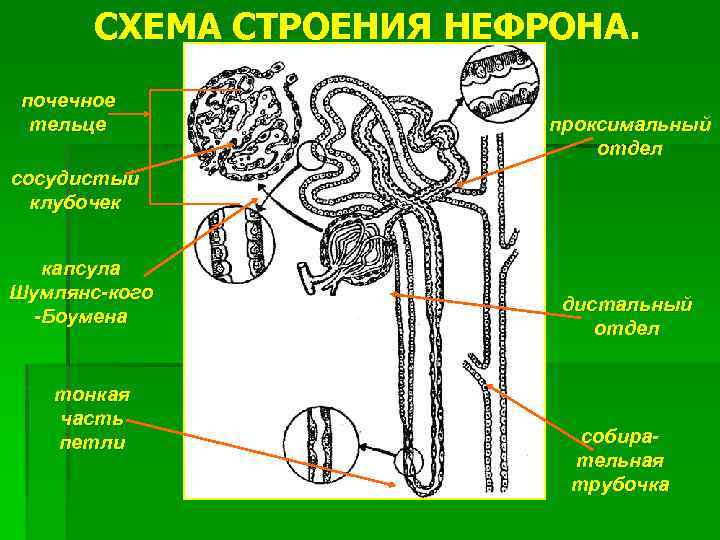 Почечный каналец на рисунке