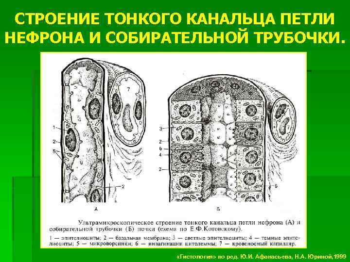 СТРОЕНИЕ ТОНКОГО КАНАЛЬЦА ПЕТЛИ НЕФРОНА И СОБИРАТЕЛЬНОЙ ТРУБОЧКИ. «Гистология» по ред. Ю. И. Афанасьева,
