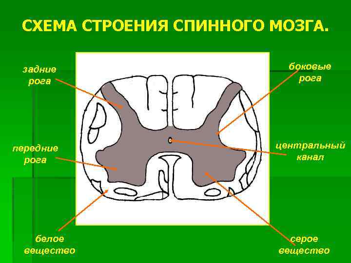 Рассмотрите рисунок 77 найдите спинномозговой канал центральный