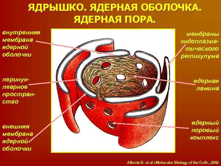 Ядерная мембрана рисунок