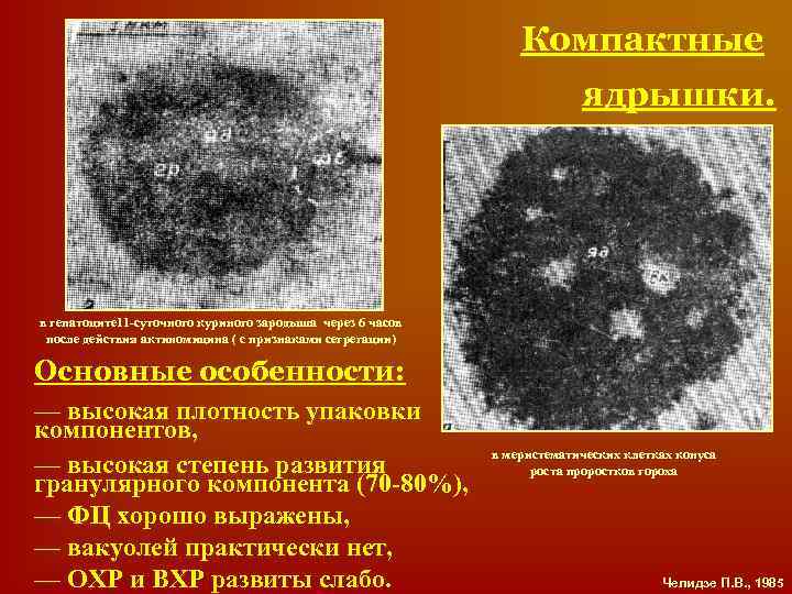 Компактные ядрышки. в гепатоците 11 -суточного куриного зародыша через 6 часов после действия актиномицина