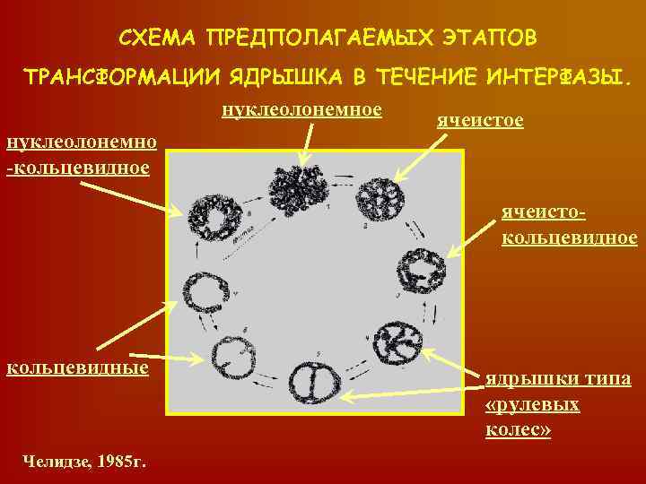 СХЕМА ПРЕДПОЛАГАЕМЫХ ЭТАПОВ ТРАНСФОРМАЦИИ ЯДРЫШКА В ТЕЧЕНИЕ ИНТЕРФАЗЫ. нуклеолонемное ячеистое нуклеолонемно -кольцевидное ячеистокольцевидное кольцевидные