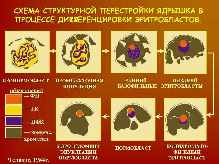СХЕМА СТРУКТУРНОЙ ПЕРЕСТРОЙКИ ЯДРЫШКА В ПРОЦЕССЕ ДИФФЕРЕНЦИРОВКИ ЭРИТРОБЛАСТОВ. ПРОНОРМОБЛАСТ обозначения: — ФЦ ПРОМЕЖУТОЧНАЯ ПОПУЛЯЦИЯ
