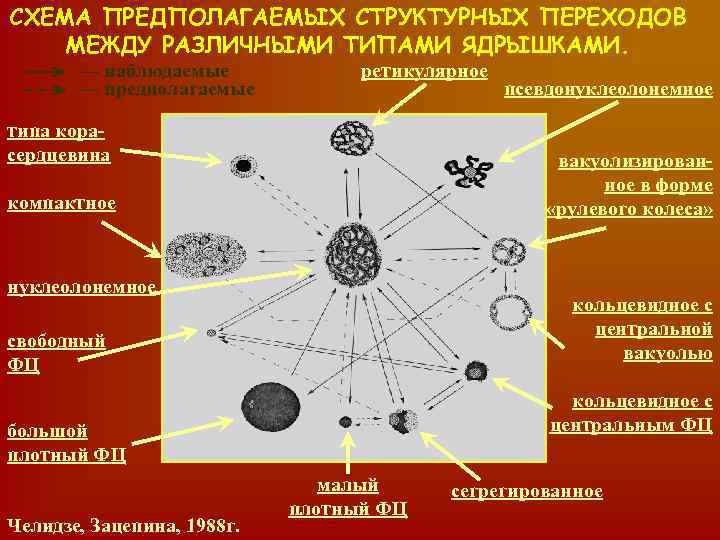 СХЕМА ПРЕДПОЛАГАЕМЫХ СТРУКТУРНЫХ ПЕРЕХОДОВ МЕЖДУ РАЗЛИЧНЫМИ ТИПАМИ ЯДРЫШКАМИ. — наблюдаемые — предполагаемые ретикулярное типа