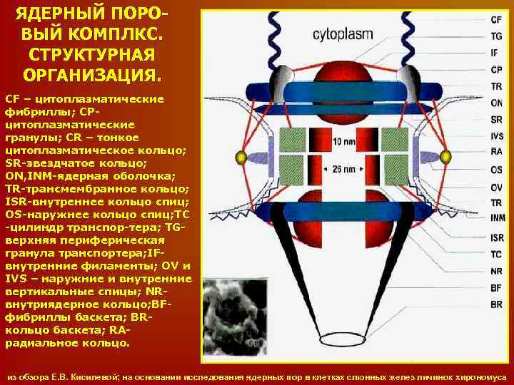 Комплекс ядра. Строение ядерного порового комплекса. Ядерные поры строение и функции. Ядерный поровый комплекс функции. Ядерный поровый комплекс представляет собой.