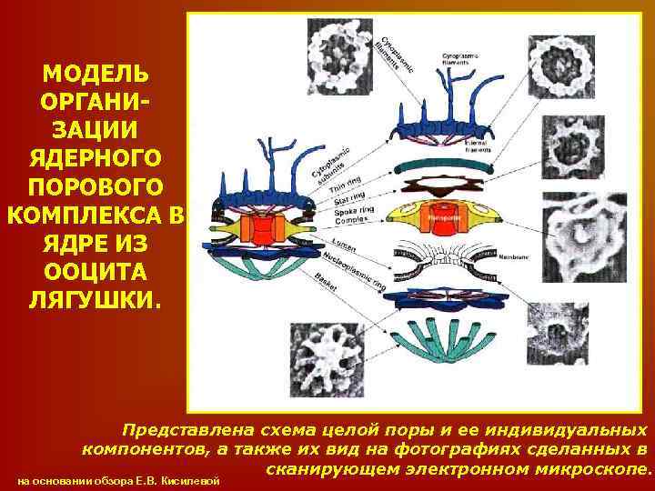МОДЕЛЬ ОРГАНИЗАЦИИ ЯДЕРНОГО ПОРОВОГО КОМПЛЕКСА В ЯДРЕ ИЗ ООЦИТА ЛЯГУШКИ. Представлена схема целой поры