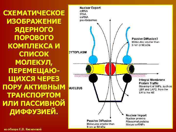 СХЕМАТИЧЕСКОЕ ИЗОБРАЖЕНИЕ ЯДЕРНОГО ПОРОВОГО КОМПЛЕКСА И СПИСОК МОЛЕКУЛ, ПЕРЕМЕЩАЮЩИХСЯ ЧЕРЕЗ ПОРУ АКТИВНЫМ ТРАНСПОРТОМ ИЛИ