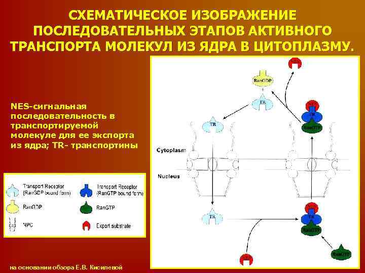 СХЕМАТИЧЕСКОЕ ИЗОБРАЖЕНИЕ ПОСЛЕДОВАТЕЛЬНЫХ ЭТАПОВ АКТИВНОГО ТРАНСПОРТА МОЛЕКУЛ ИЗ ЯДРА В ЦИТОПЛАЗМУ. NЕS-сигнальная последовательность в