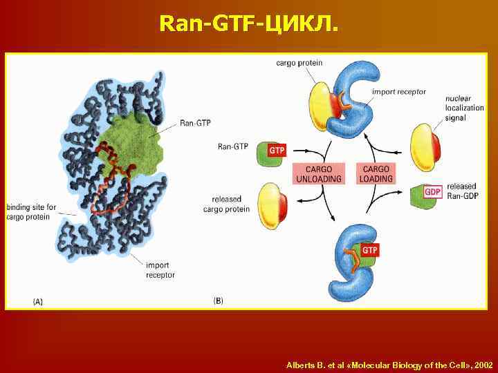 Ran-GTF-ЦИКЛ. Alberts B. et al «Molecular Biology of the Cell» , 2002 