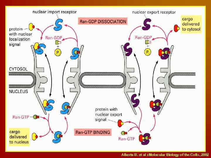 Alberts B. et al «Molecular Biology of the Cell» , 2002 