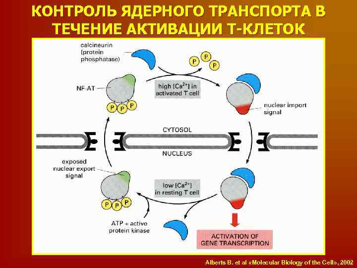 КОНТРОЛЬ ЯДЕРНОГО ТРАНСПОРТА В ТЕЧЕНИЕ АКТИВАЦИИ Т-КЛЕТОК Alberts B. et al «Molecular Biology of