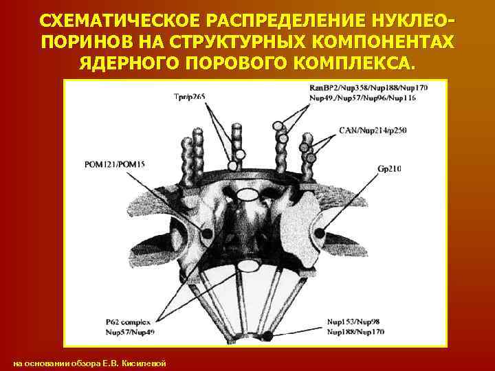 СХЕМАТИЧЕСКОЕ РАСПРЕДЕЛЕНИЕ НУКЛЕОПОРИНОВ НА СТРУКТУРНЫХ КОМПОНЕНТАХ ЯДЕРНОГО ПОРОВОГО КОМПЛЕКСА. на основании обзора Е. В.