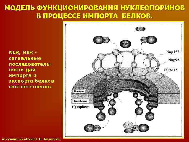 МОДЕЛЬ ФУНКЦИОНИРОВАНИЯ НУКЛЕОПОРИНОВ В ПРОЦЕССЕ ИМПОРТА БЕЛКОВ. NLS, NES сигнальные последовательности для импорта и