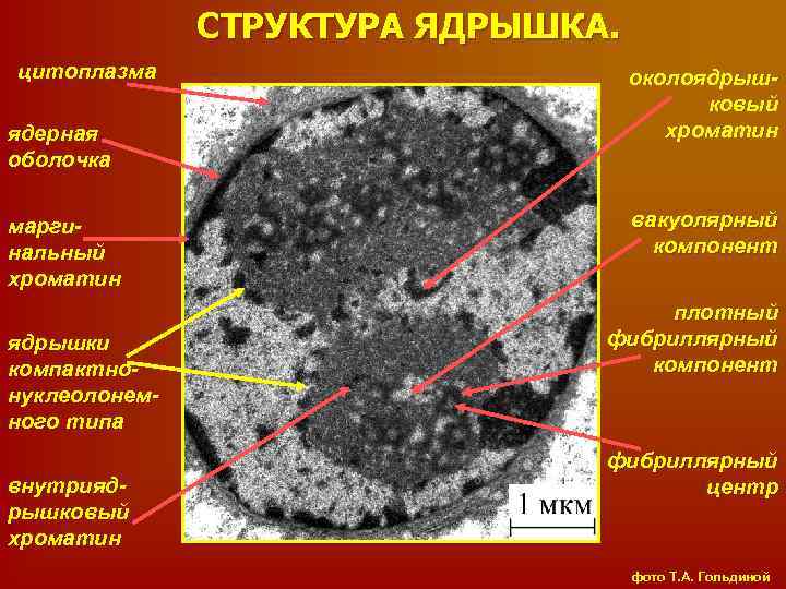 Картинка ядерная мембрана