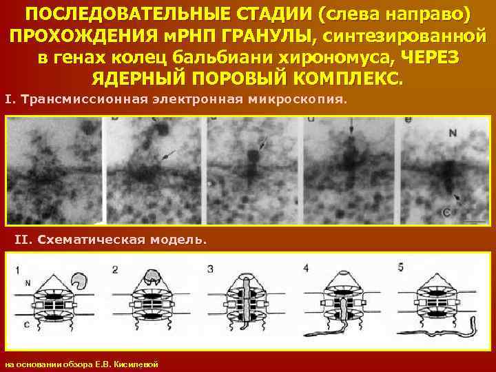 ПОСЛЕДОВАТЕЛЬНЫЕ СТАДИИ (слева направо) ПРОХОЖДЕНИЯ м. РНП ГРАНУЛЫ, синтезированной в генах колец бальбиани хирономуса,