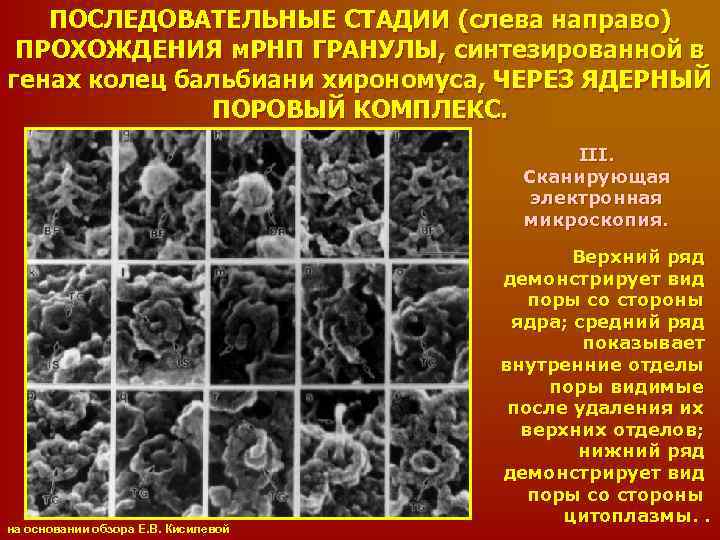 ПОСЛЕДОВАТЕЛЬНЫЕ СТАДИИ (слева направо) ПРОХОЖДЕНИЯ м. РНП ГРАНУЛЫ, синтезированной в генах колец бальбиани хирономуса,