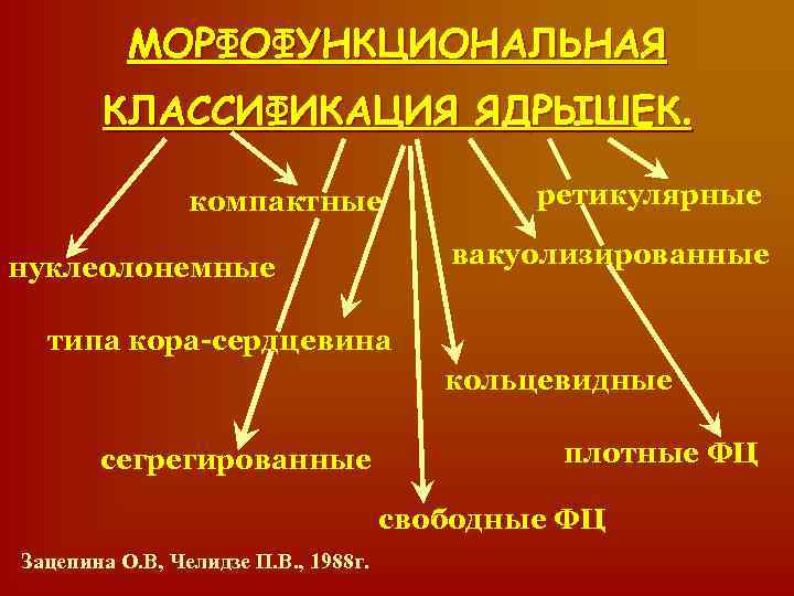 МОРФОФУНКЦИОНАЛЬНАЯ КЛАССИФИКАЦИЯ ЯДРЫШЕК. компактные ретикулярные вакуолизированные нуклеолонемные типа кора-сердцевина кольцевидные сегрегированные плотные ФЦ свободные