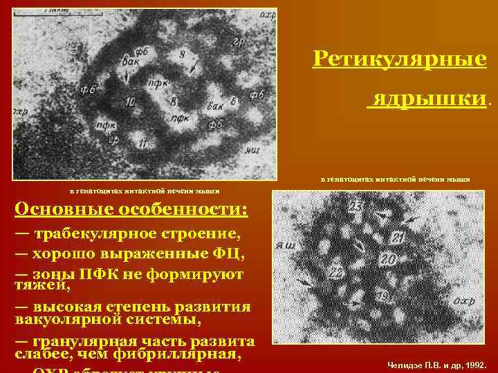 Ретикулярные ядрышки. в гепатоцитах интактной печени мыши Основные особенности: — трабекулярное строение, — хорошо