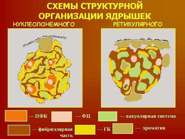 СХЕМЫ СТРУКТУРНОЙ ОРГАНИЗАЦИИ ЯДРЫШЕК НУКЛЕОЛОНЕМНОГО — ПФК — фибриллярная часть РЕТИКУЛЯРНОГО — ФЦ —