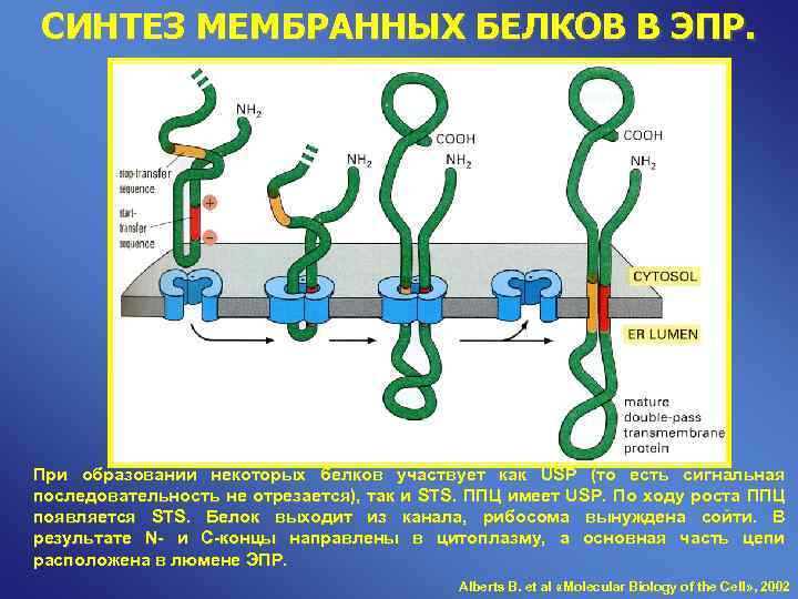 СИНТЕЗ МЕМБРАННЫХ БЕЛКОВ В ЭПР. При образовании некоторых белков участвует как USP (то есть