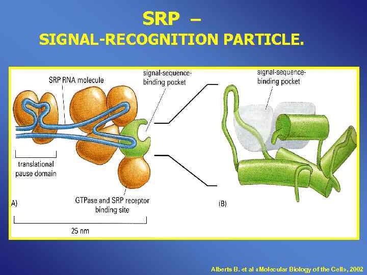  SRP – SIGNAL-RECOGNITION PARTICLE. Alberts B. et al «Molecular Biology of the Cell»