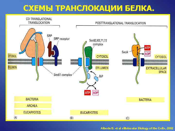 СХЕМЫ ТРАНСЛОКАЦИИ БЕЛКА. Alberts B. et al «Molecular Biology of the Cell» , 2002