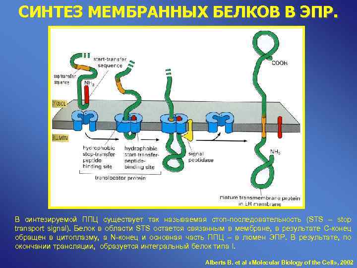 Синтез и транспорт белков в эпс