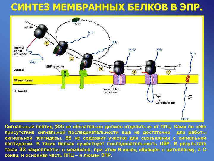  СИНТЕЗ МЕМБРАННЫХ БЕЛКОВ В ЭПР. Сигнальный пептид (SS) не обязательно должен отделиться от