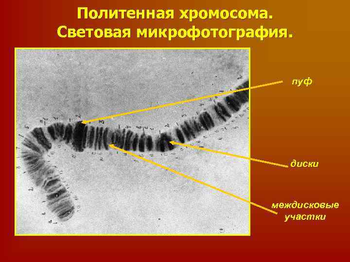 Пуфы политенной хромосомы