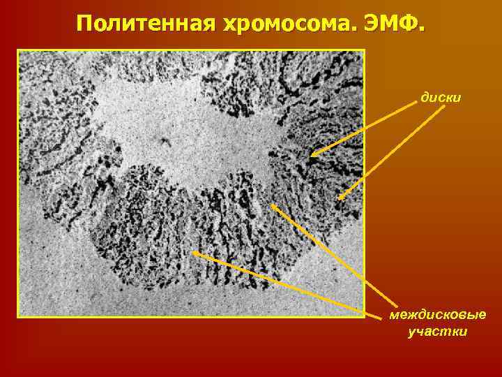 Пуфы политенной хромосомы