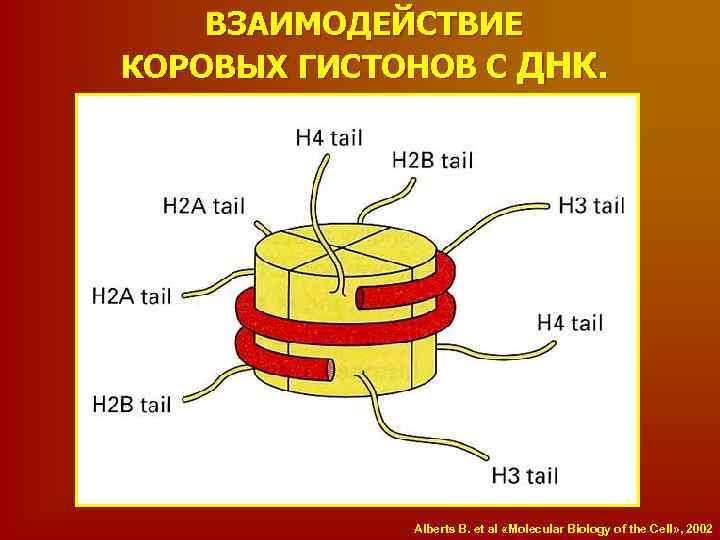 Хромосомы речного рака