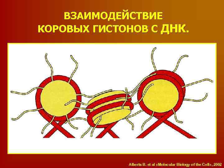 ВЗАИМОДЕЙСТВИЕ КОРОВЫХ ГИСТОНОВ С ДНК. Alberts B. et al «Molecular Biology of the Cell»