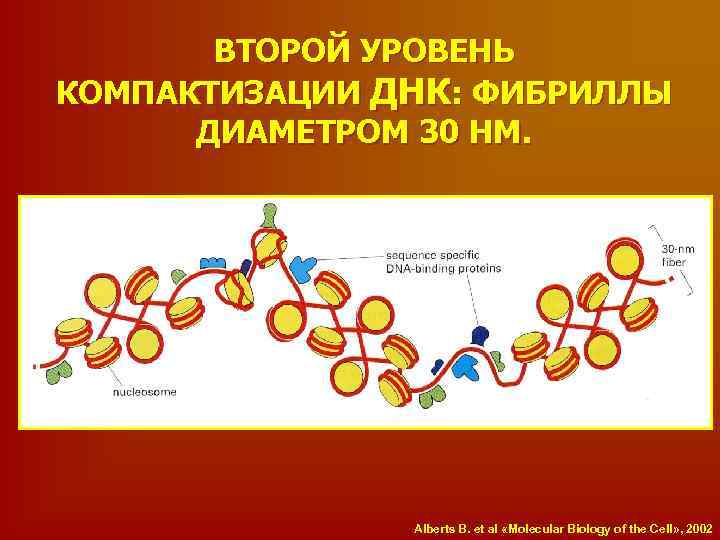 ВТОРОЙ УРОВЕНЬ КОМПАКТИЗАЦИИ ДНК: ФИБРИЛЛЫ ДИАМЕТРОМ 30 НМ. Alberts B. et al «Molecular Biology