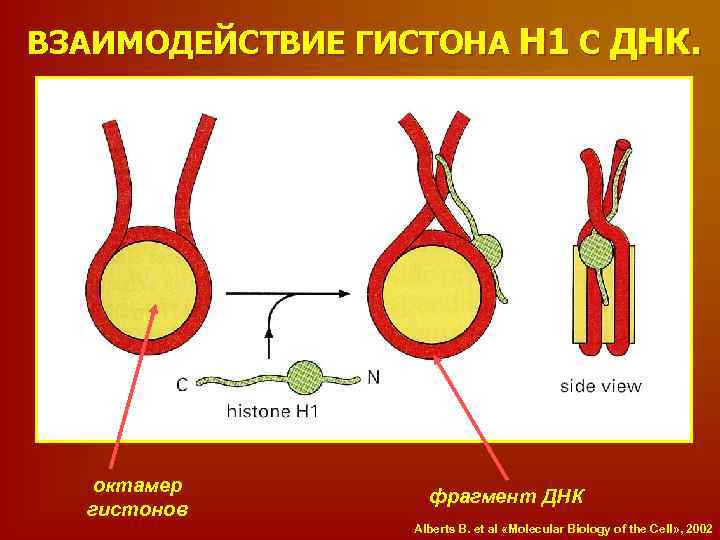 ВЗАИМОДЕЙСТВИЕ ГИСТОНА Н 1 С ДНК. октамер гистонов фрагмент ДНК Alberts B. et al