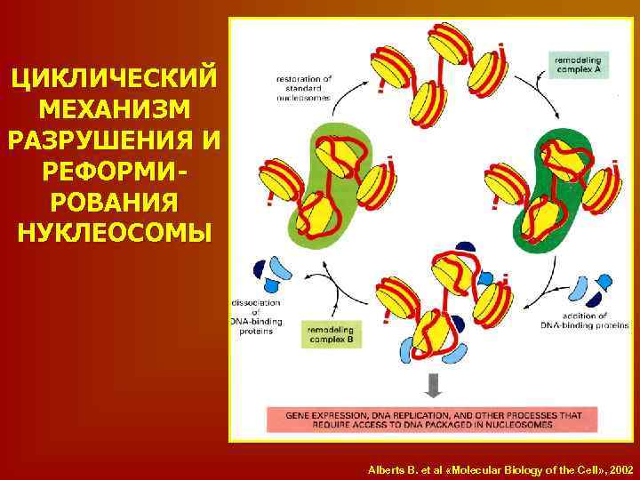 ЦИКЛИЧЕСКИЙ МЕХАНИЗМ РАЗРУШЕНИЯ И РЕФОРМИРОВАНИЯ НУКЛЕОСОМЫ Alberts B. et al «Molecular Biology of the