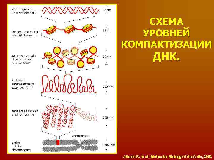 СХЕМА УРОВНЕЙ КОМПАКТИЗАЦИИ ДНК. Alberts B. et al «Molecular Biology of the Cell» ,