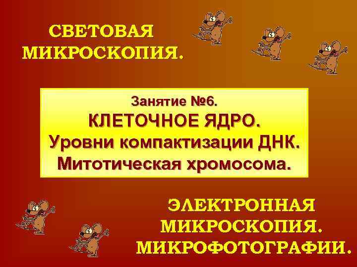 СВЕТОВАЯ МИКРОСКОПИЯ. Занятие № 6. КЛЕТОЧНОЕ ЯДРО. Уровни компактизации ДНК. Митотическая хромосома. ЭЛЕКТРОННАЯ МИКРОСКОПИЯ.
