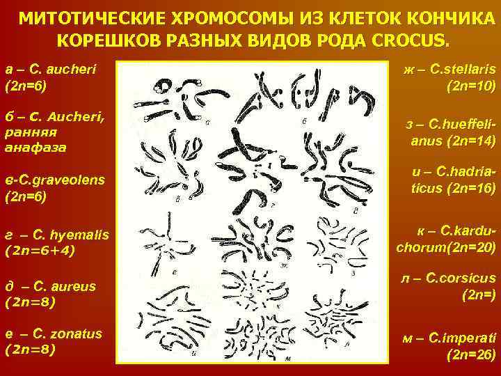 МИТОТИЧЕСКИЕ ХРОМОСОМЫ ИЗ КЛЕТОК КОНЧИКА КОРЕШКОВ РАЗНЫХ ВИДОВ РОДА CROCUS. а – C. aucheri