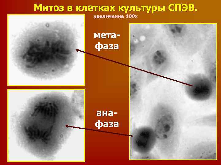 Митоз в клетках культуры СПЭВ. увеличение 100 х метафаза анафаза 